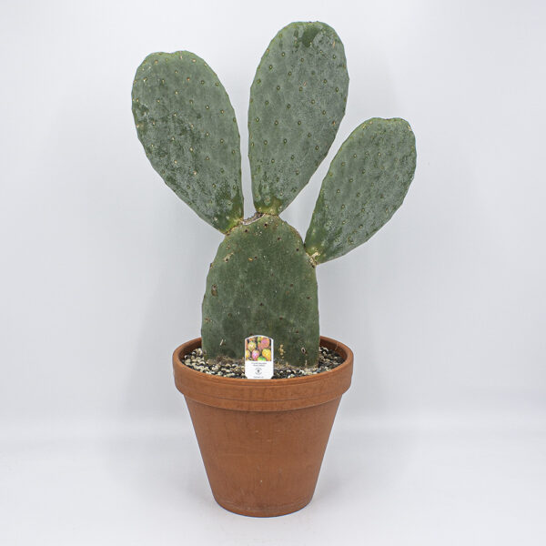 Opuntia essbare Früchte