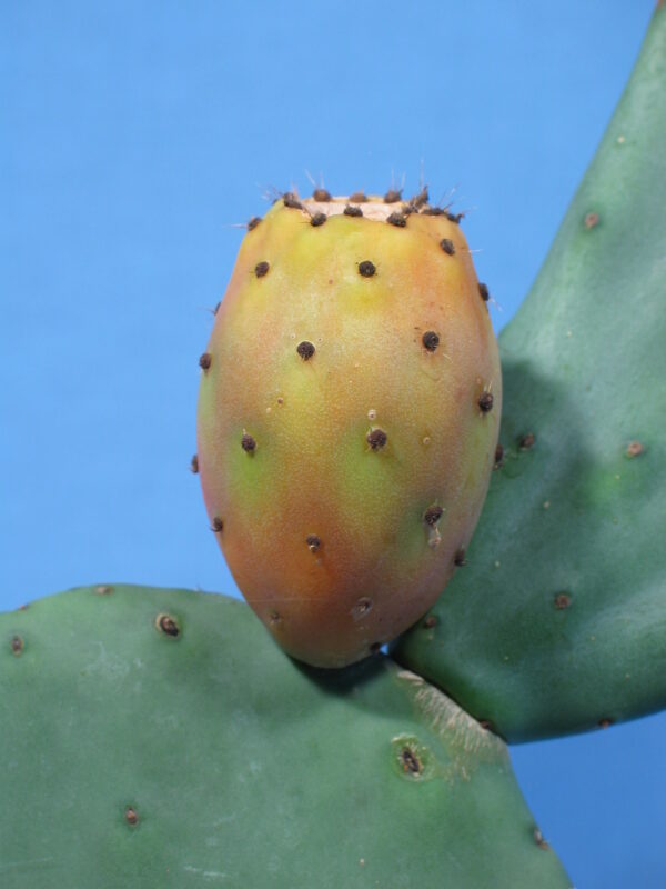 kaktus puppe ANNE GEDDES, Blumentopf Baby, Baby Kaktus, 1990er Jahre, mit Etiketten –  Pretty Things At Katies main image 1