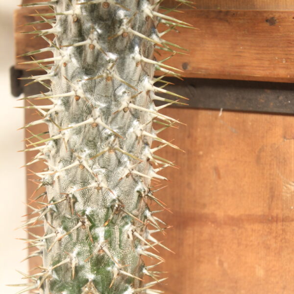 Pachypodium lameri – Bild 5