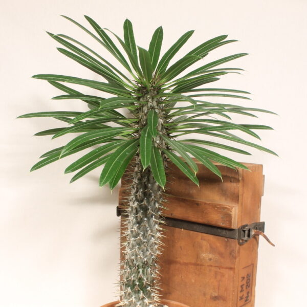 Pachypodium lameri – Bild 7