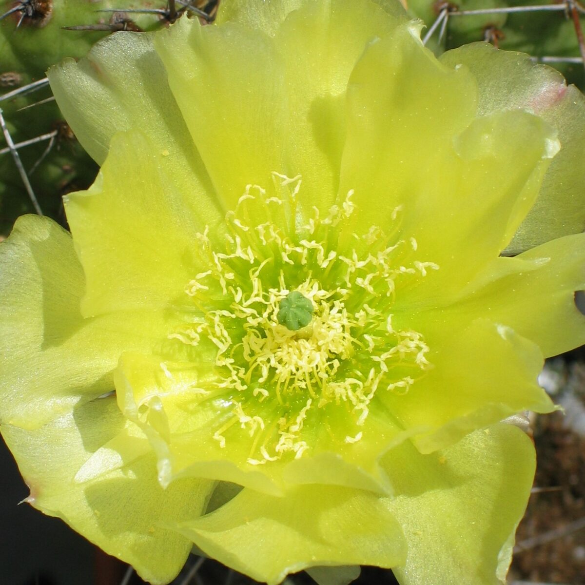 Opuntia pottsi "Bochum" gelb – Bild 2