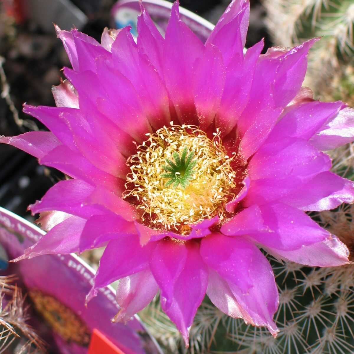 Echinocereus reichenbachii – Bild 4