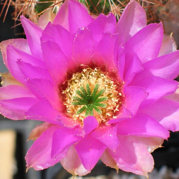 Echinocereus reichenbachii