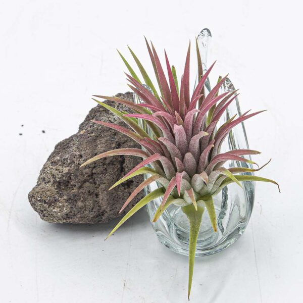 Tillandsia ionantha rubra